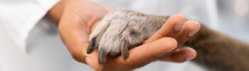 Los veterinarios se revuelven contra el Gobierno por la nueva ley de medicamentos