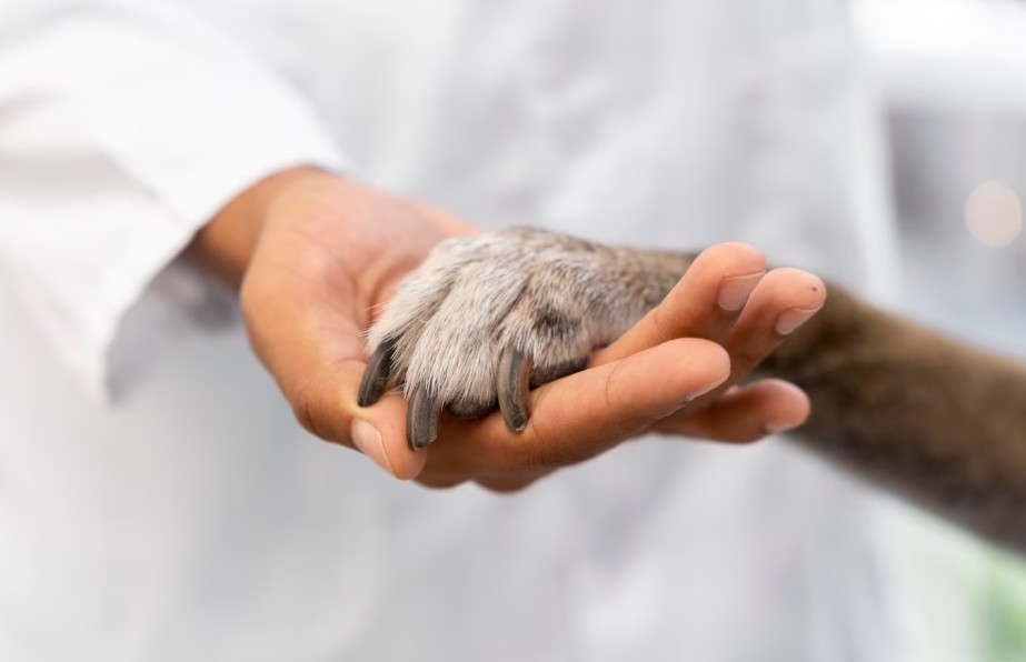 Los veterinarios se revuelven contra el Gobierno por la nueva ley de medicamentos