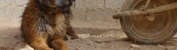 Matanza de perros en Marruecos
