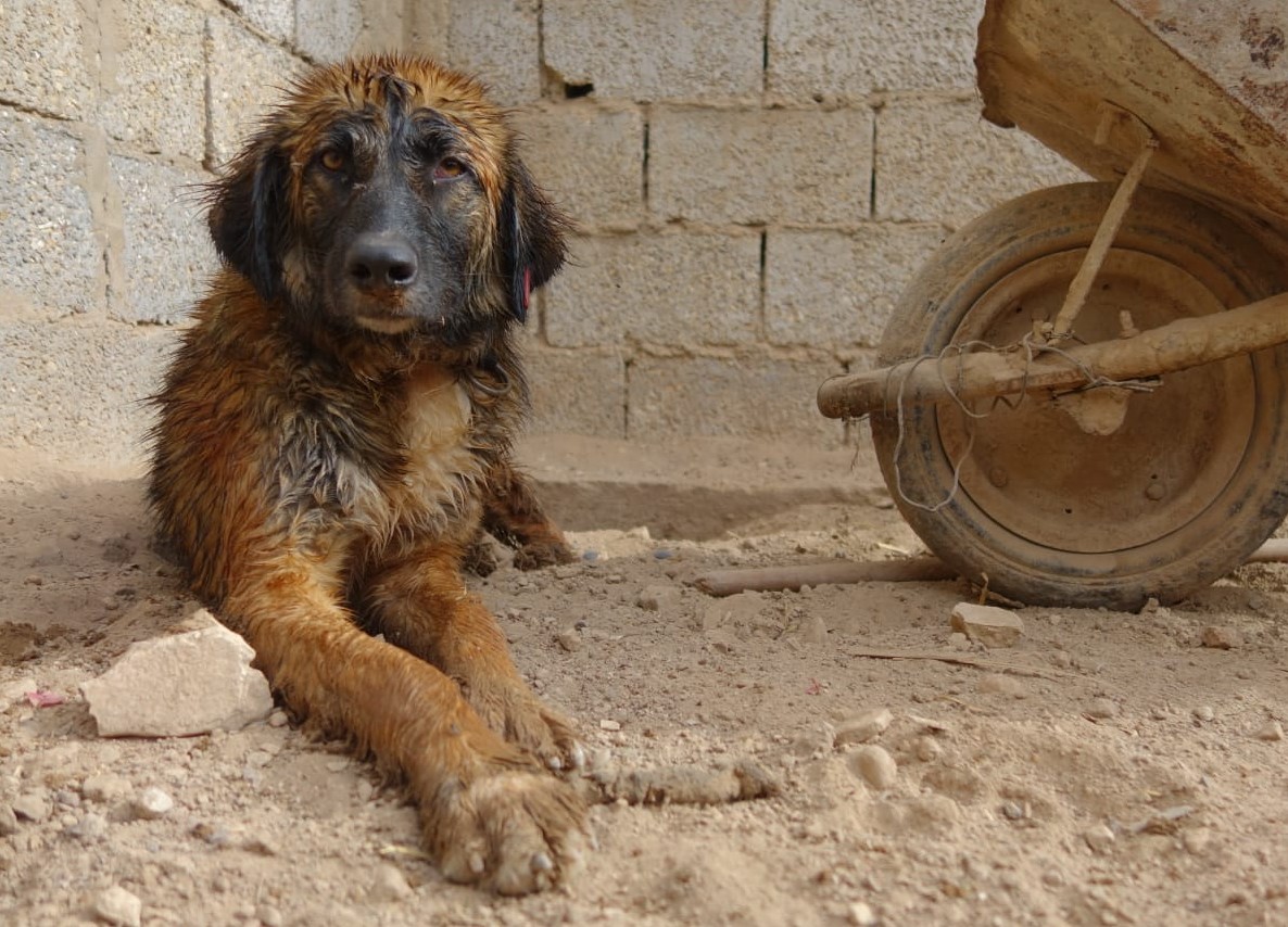 Matanza de perros en Marruecos