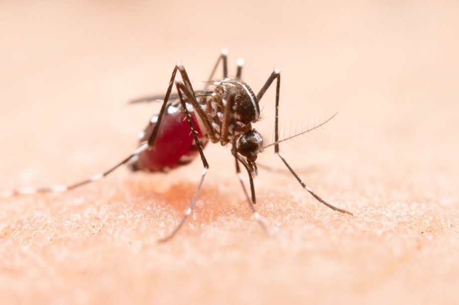 Un contagio de malaria en Sevilla