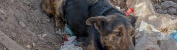 Matanzas de perros callejeros en Marruecos por el Mundial