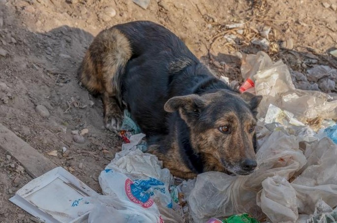 Matanzas de perros callejeros en Marruecos por el Mundial