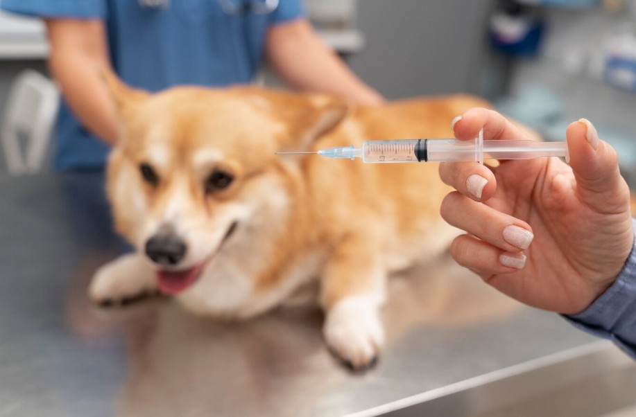Sanidad regula la producción de autovacunas veterinarias