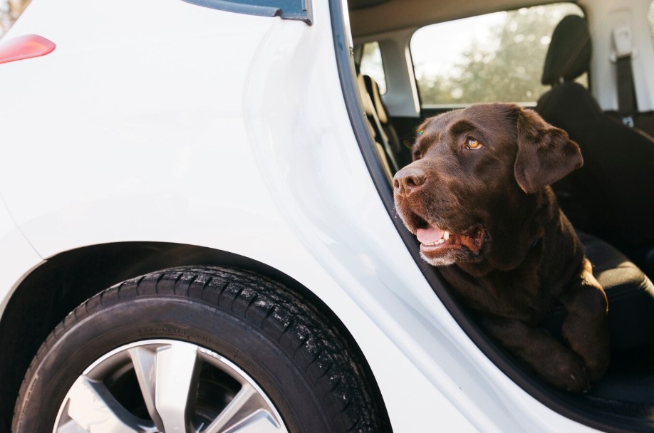 Transportar perros en remolque cumpliendo con la ley de bienestar animal