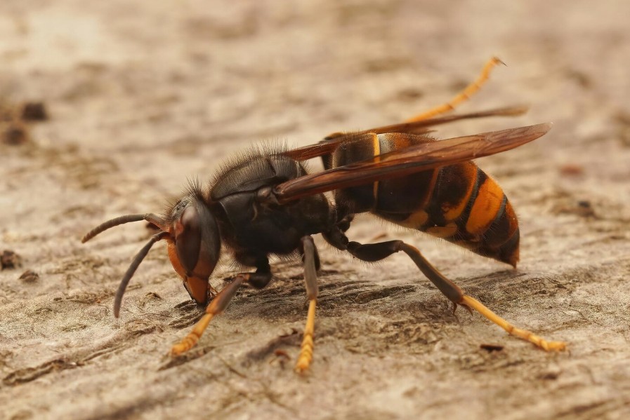 avispa velutina en Galicia