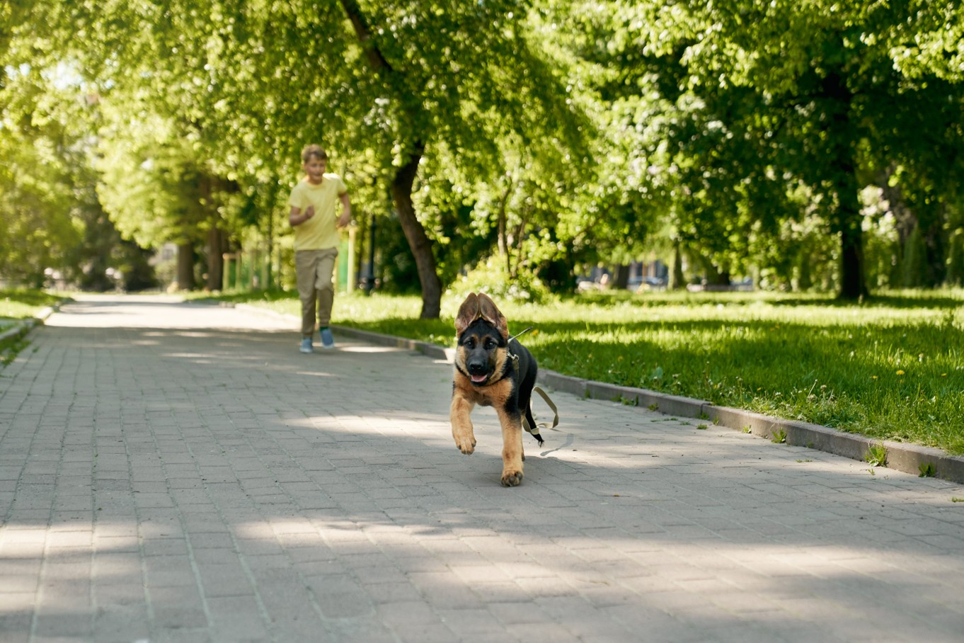 70 municipios españoles han implementado el ADN Canino