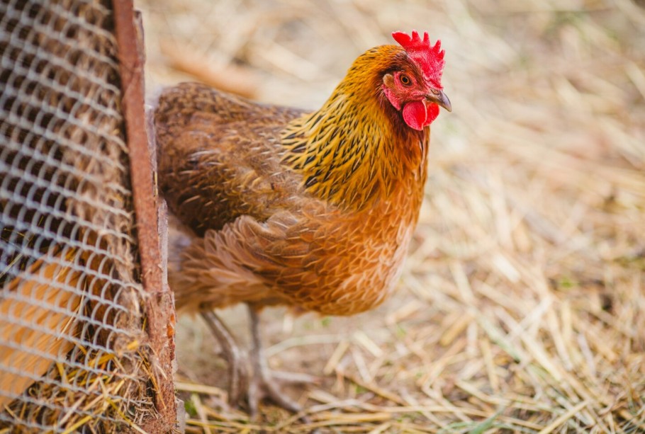 Prohibido la cría de aves de corral al aire libre