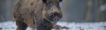 Alerta por peste porcina Africana en España